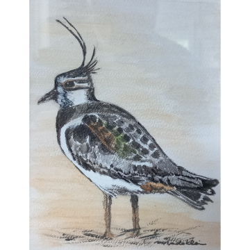 Kievit, acryl op aquarelpapier, 17x13