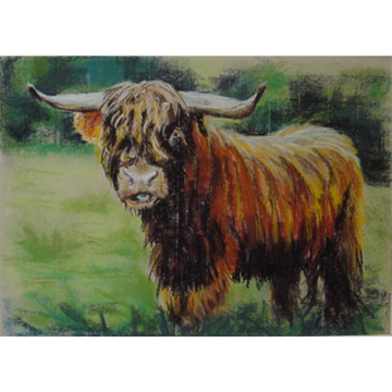 Schotse Hooglander, pastel op papier, 33x47.5
