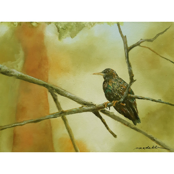 Spreeuw, olie op paneel, 18x24